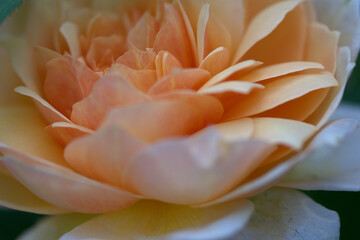 Fototapeta na wymiar close up of a white rose