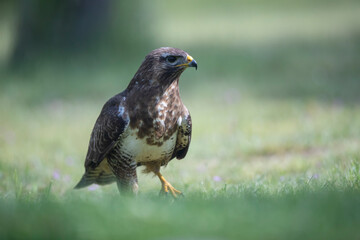Buse variable Buteo buteo