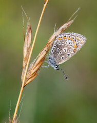 Common blue butterfly with morning dew
