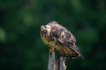 Buse variable Buteo buteo