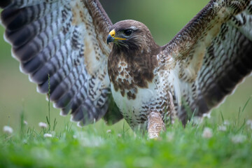 Buse variable Buteo buteo