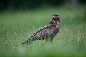 Buse variable Buteo buteo