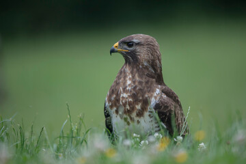 Buse variable Buteo buteo