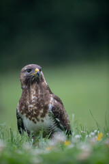 Buse variable Buteo buteo