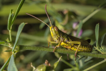 grasshopper on the grass