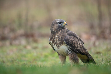Buse variable Buteo buteo