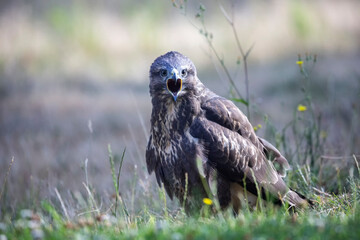 Buse variable Buteo buteo