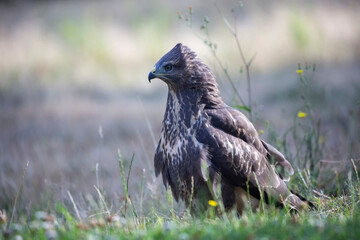Buse variable Buteo buteo