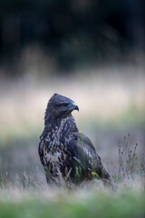 Buse variable Buteo buteo