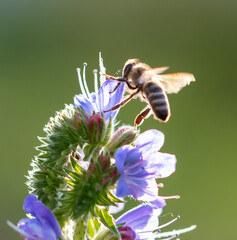 A bee collects honey on blue flowers