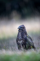 Buse variable Buteo buteo