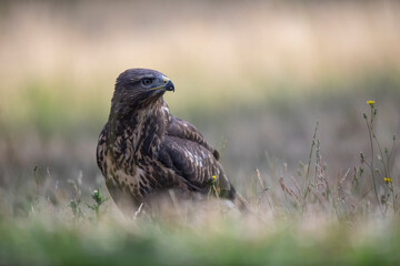 Buse variable Buteo buteo