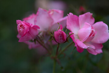 pink rose flower