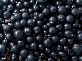 Fresh ripe black currant. Summer vitamins close up