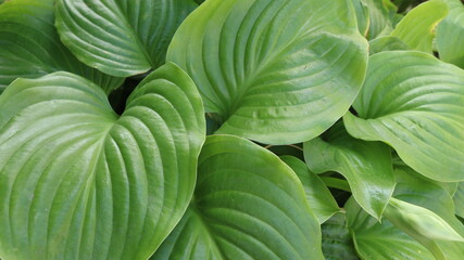 Obraz premium luscious smooth green hosta leaves with texture veins making up fresh tropical greenery background