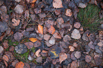 fading nature at the end of autumn. neznatna light in the forest.