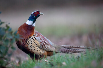 Faisan de Colchide Phasianus colchicus