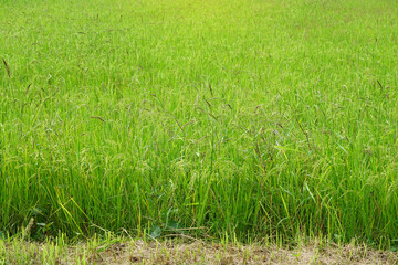 Asian rice green field growing with Jasmine rice agriculture farm at countryside of Thailand
