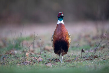 Faisan de Colchide Phasianus colchicus