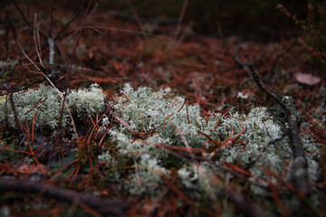 fading nature at the end of autumn. neznatna light in the forest.