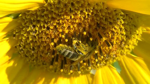 Voll mit gelbem Bl&uuml;tenstaub ist die Biene im Inneren einer Sonnenblume (Makroaufnahme)