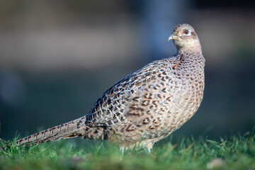 Faisan de Colchide Phasianus colchicus