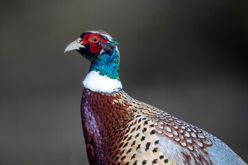 Faisan de Colchide Phasianus colchicus