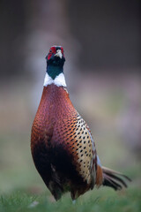 Faisan de Colchide Phasianus colchicus