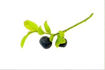 Forest blackberry isolated on white background.