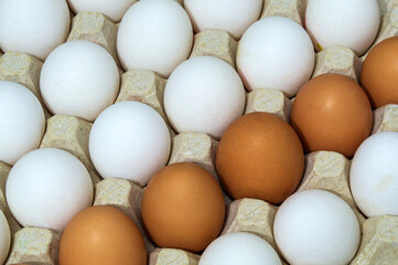 Fresh white and brown chicken eggs in tray.  Egg is the main ingredient for cooking