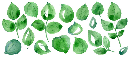 A big set of green rose leaves on white background