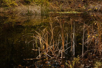 Beautiful garden pond with bunch of dry common reeds (Phragmites australis), Selective focused autumn landscape of a lake with colorful water plants, Loucen castle, Czech republic