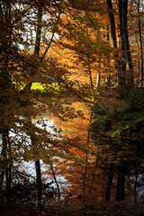 autumn trees reflecting
