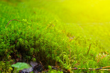 closeup green moss in a light of sun, nice natural background