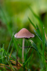 A Macro image close up of a conecap mushroom or latin name Genus Conocybe surrounded by grass