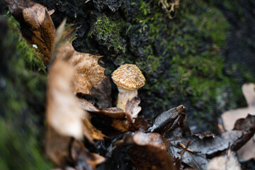 Moss on the tree. Oak leaves and a small mushroom. Natural background. Autumn forest atmosphere.