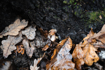 Moss on the tree. Oak leaves and a small mushroom. Natural background. Autumn forest atmosphere.