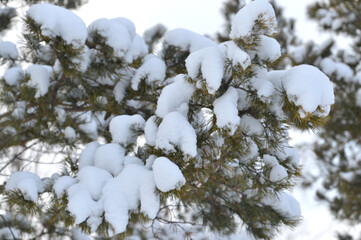 snow, winter, tree, branch, fir, pine, christmas, spruce, nature, frost, white, cold, green, ice, evergreen, season, forest, christmas, needle, plant, branches, needles, frozen, blue, snowy , snow on