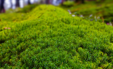 closeup green moss in a forest, nice natural background