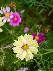 Obraz premium コスモスとハチ