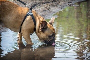In summer, in the forest, a French bulldog drinks water from a puddle.