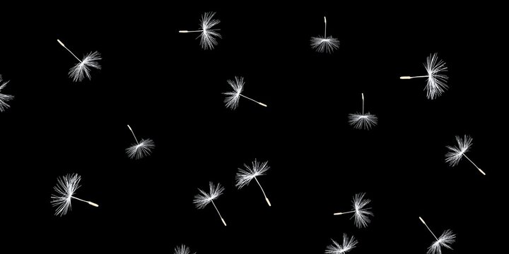 Isolated Dandelions Stock Image In Black Background
