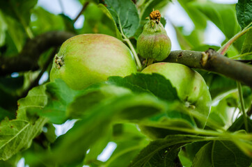 Green unripe apple fruits on branches, Novi Sad, Serbia 