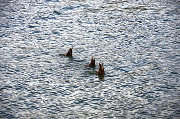 Kaczki nurkujące w rzece © photogam