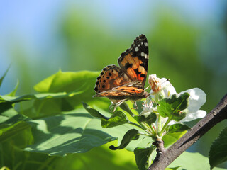 Butterfly collects nectar from flowers of Apple trees