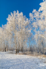 Birch trees are covered with hoarfrost and snow against a blue sky. Winter frosty landscape in Siberia, Russia