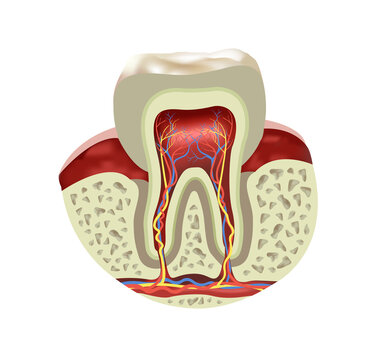 Human tooth cross section realistic view, vector illustration