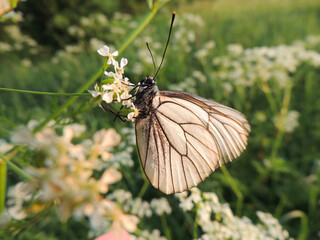 White butterfly on a flower in the early morning