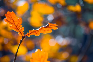 closeup red dry oak tree branch in a forest, autumn natural background