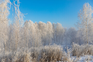 Birch trees are covered with hoarfrost and snow against a blue sky. Winter frosty landscape in Siberia, Russia